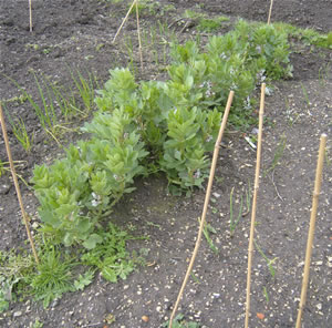 broad beans